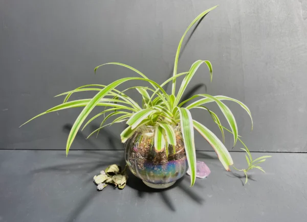 Spider Plant in Glass Iridescent Pot - Image 2