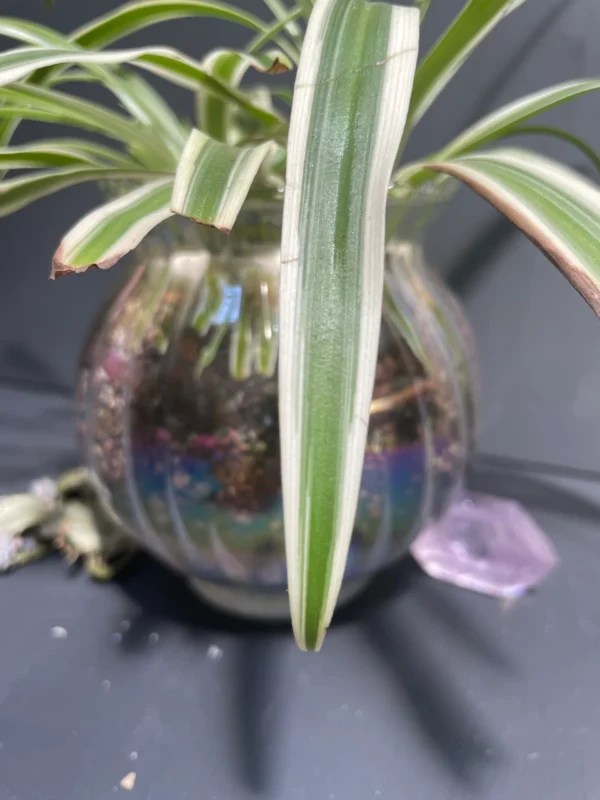 Spider Plant in Glass Iridescent Pot - Image 3
