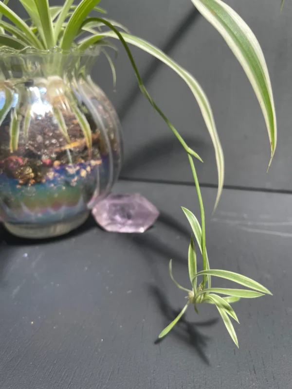 Spider Plant in Glass Iridescent Pot - Image 4