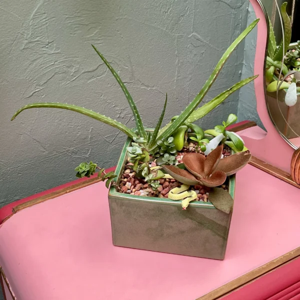 Square Sage Succulent Jungle Arrangement