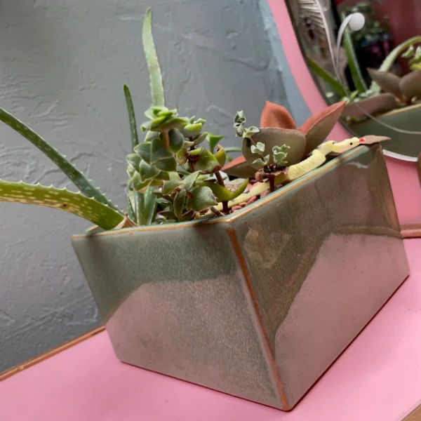 Square Sage Succulent Jungle Arrangement