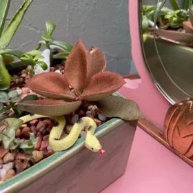 Square Sage Succulent Jungle Arrangement
