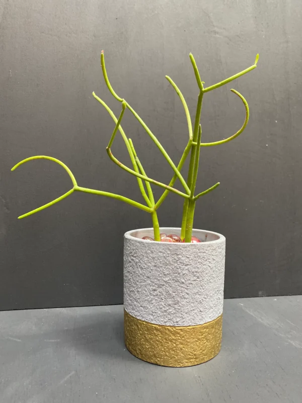Firesticks Dipped in Golden Grey - Image 2