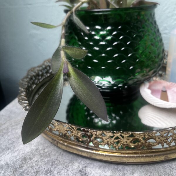 E.O Brody Vintage 1960s Emerald Glass Fish Scale Planter with Purple Heart Plant - Image 4