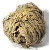 Rose of Jericho, Resurrection, Magical Plant - Small