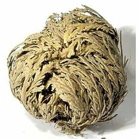 Rose of Jericho, Resurrection, Magical Plant - Small