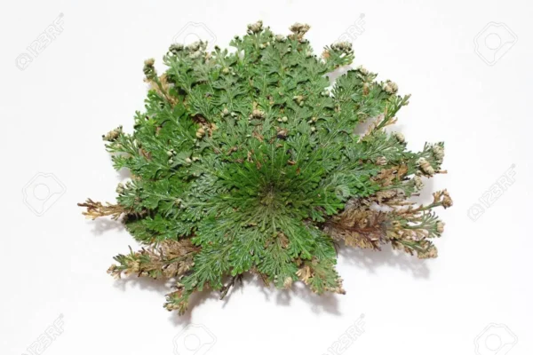 Rose of Jericho, Resurrection, Magical Plant - Small