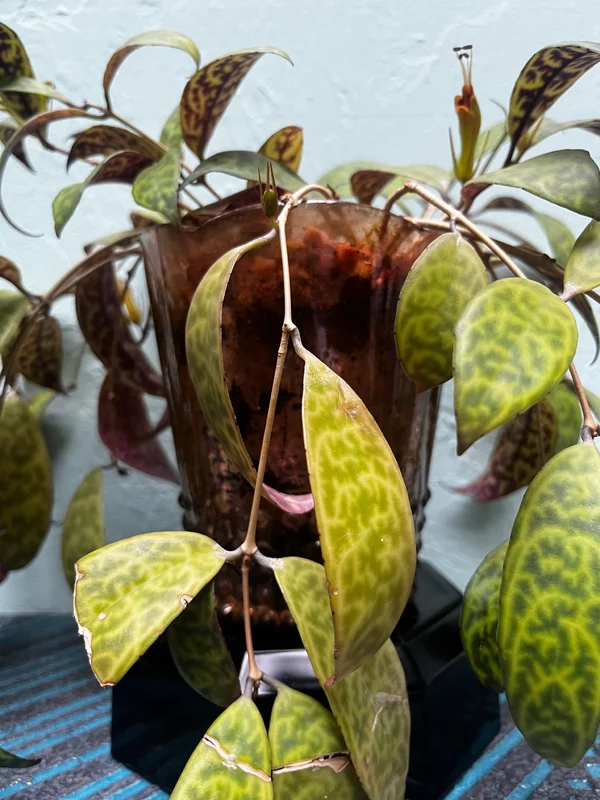 Black Pagoda Lipstick Plant in a Golden Art Deco style pot - Image 2