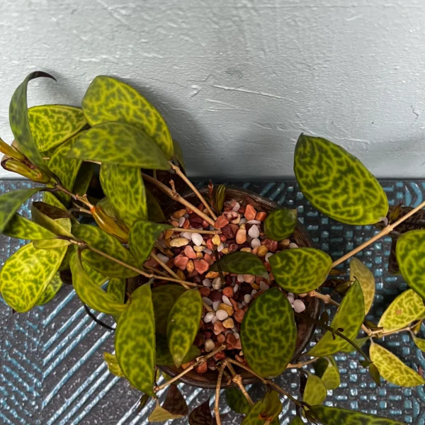Black Pagoda Lipstick Plant in a Golden Art Deco style pot - Image 3