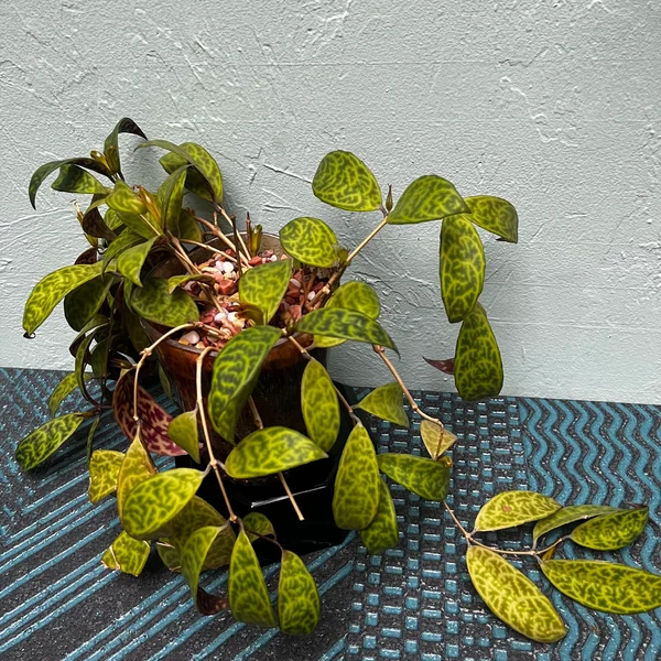 Black Pagoda Lipstick Plant in a Golden Art Deco style pot - Image 4