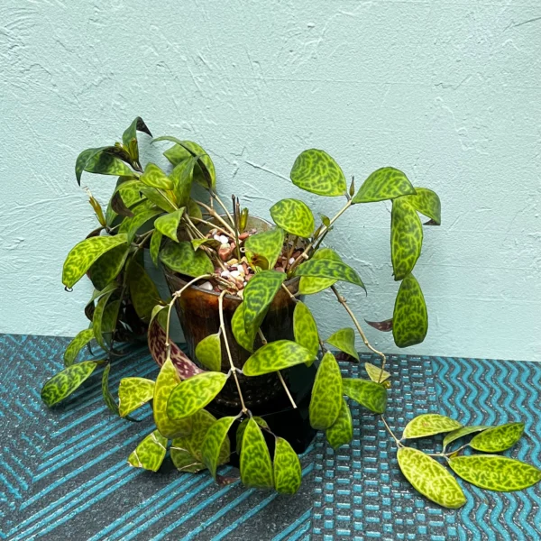 Black Pagoda Lipstick Plant in a Golden Art Deco style pot - Image 5