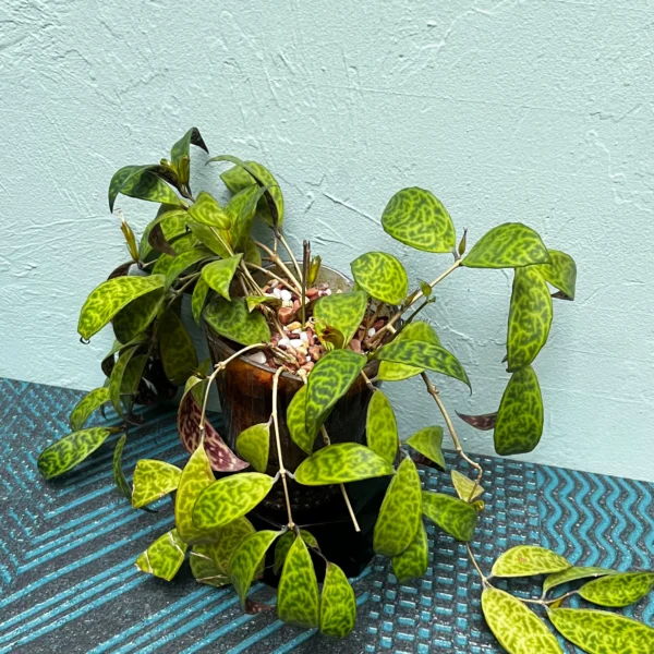 Black Pagoda Lipstick Plant in a Golden Art Deco style pot - Image 6