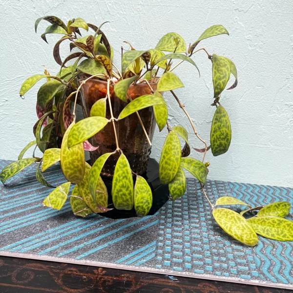 Black Pagoda Lipstick Plant in a Golden Art Deco style pot - Image 7