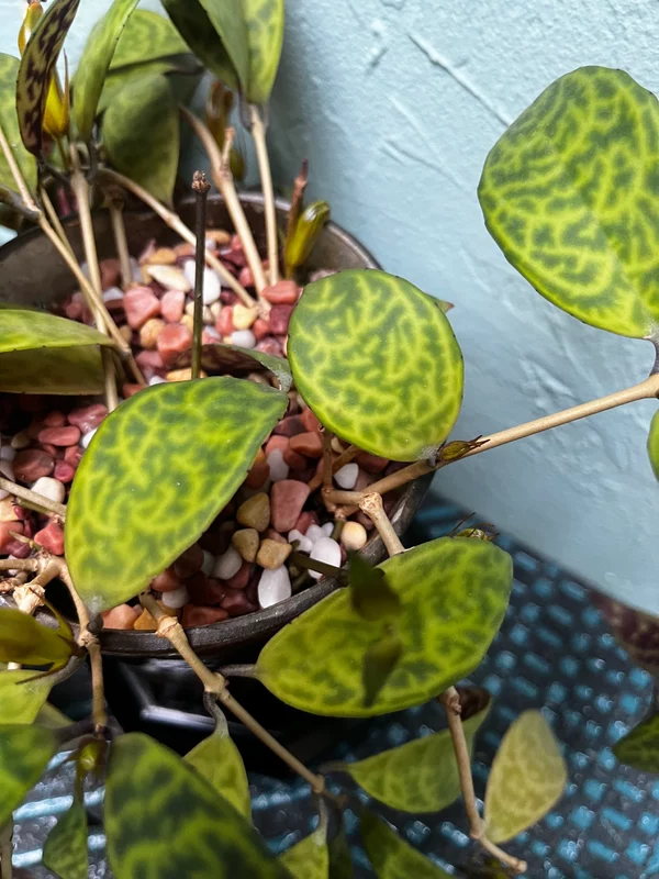 Black Pagoda Lipstick Plant in a Golden Art Deco style pot - Image 8