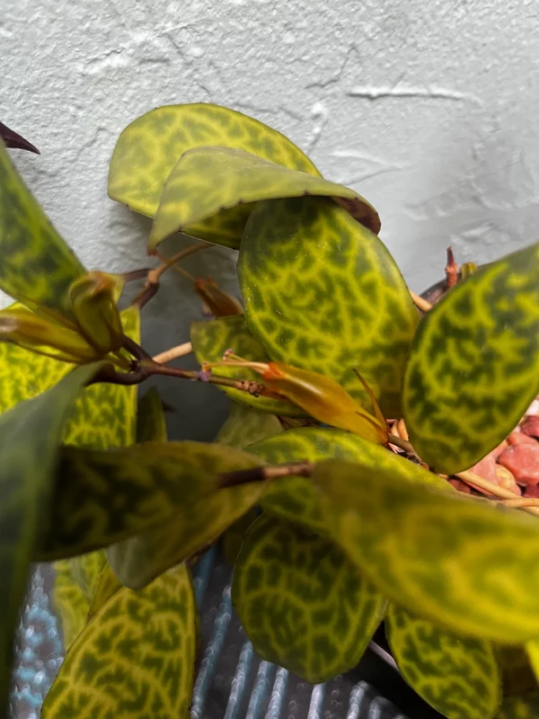 Black Pagoda Lipstick Plant in a Golden Art Deco style pot - Image 9