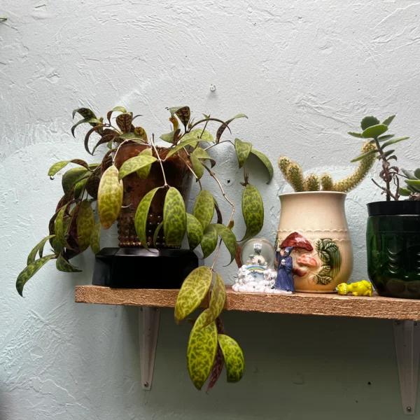 Black Pagoda Lipstick Plant in a Golden Art Deco style pot - Image 10