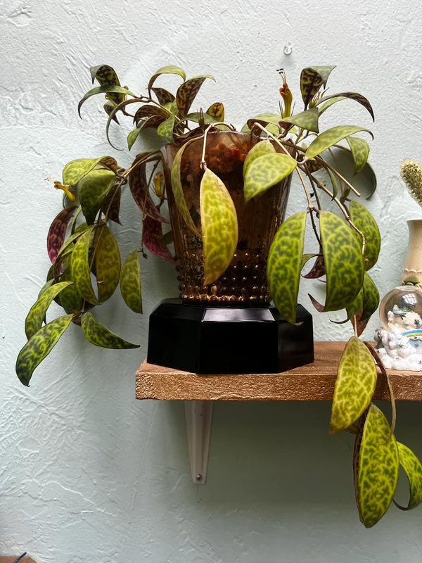 Black Pagoda Lipstick Plant in a Golden Art Deco style pot - Image 11